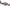Seiko